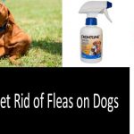 the best dog flea treatment