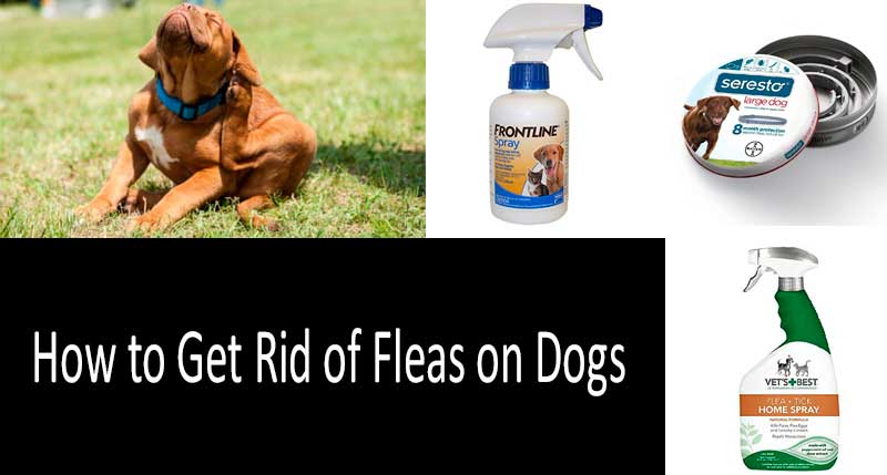 the best dog flea treatment
